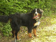 Duchesse dite dachka Des princes aux quatre vents