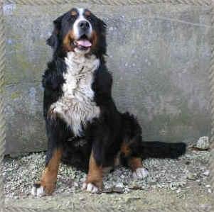 Duchesse dite dachka Des princes aux quatre vents