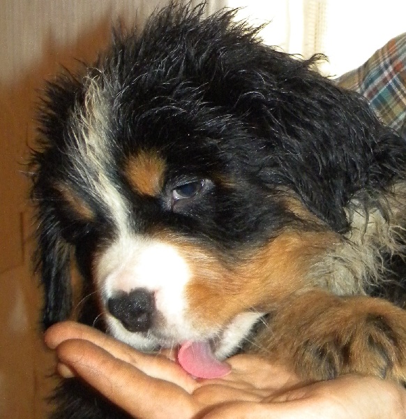Grizz ' Lee